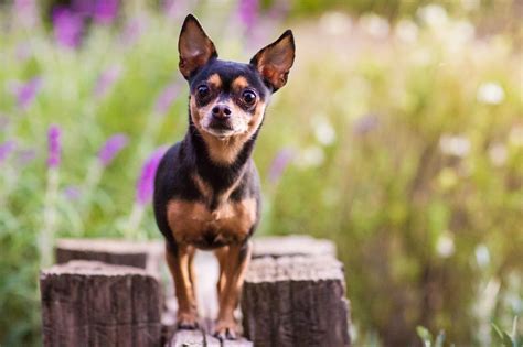 what are the cheapest dogs
